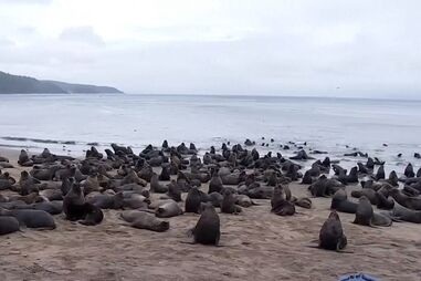 Centenas de leões marinhos refugiam-se na costa do Chile em fuga de “baleias assassinas”