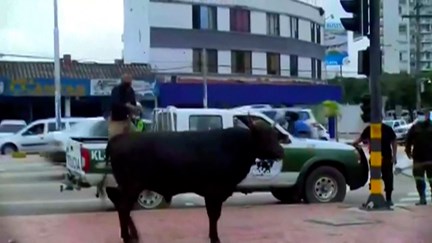 Vaca ajudou a capturar touro - Sociedade - Correio da Manhã