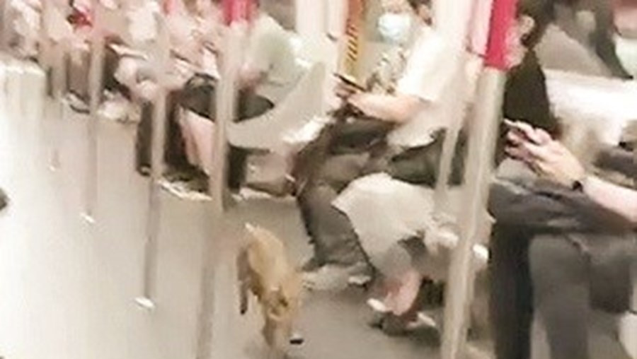Javali invade metro em Hong Kong