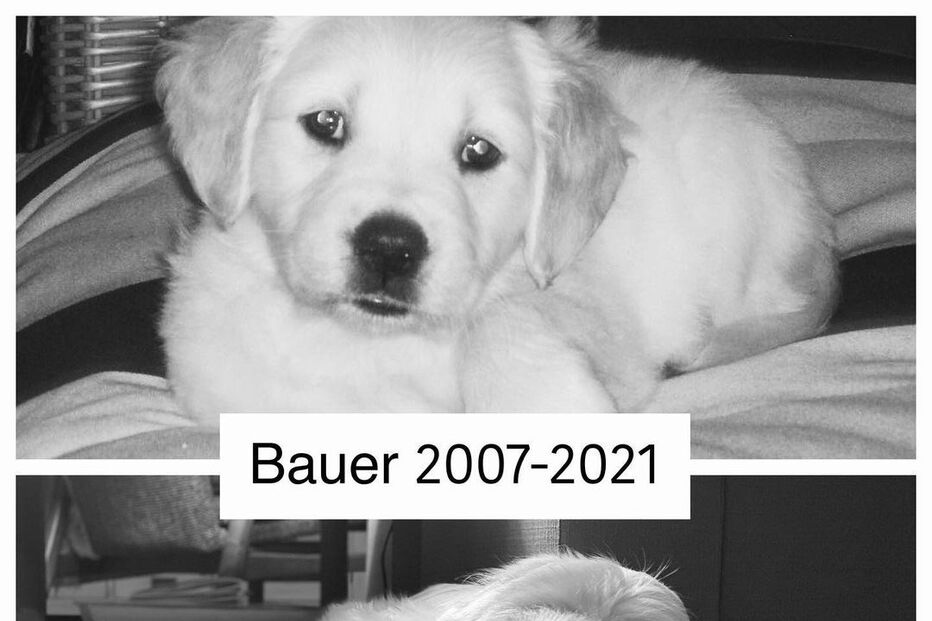 Cão de Tânia Ribas de Oliveira