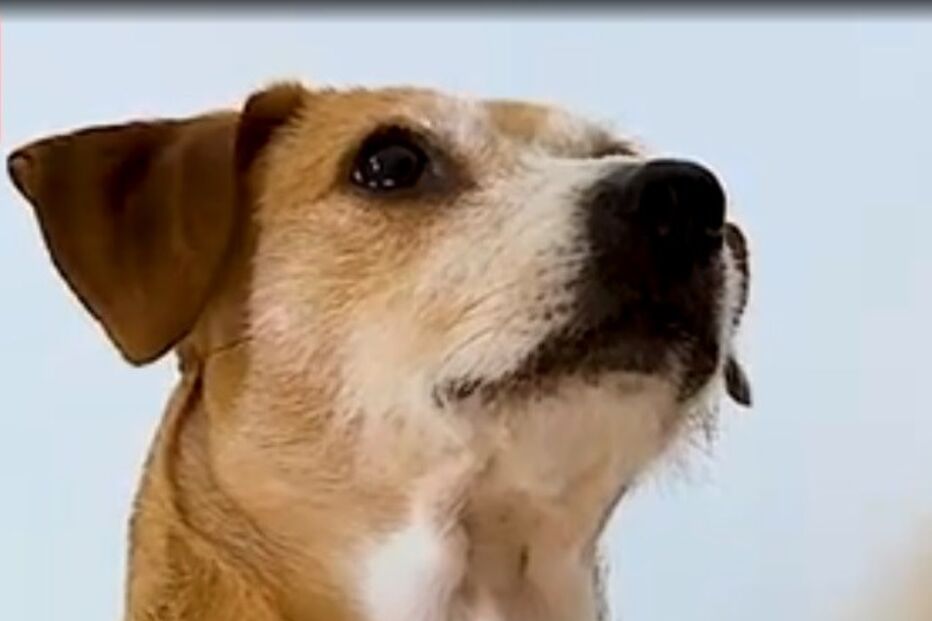 2021-06-01_17_05_02 cão.jpg