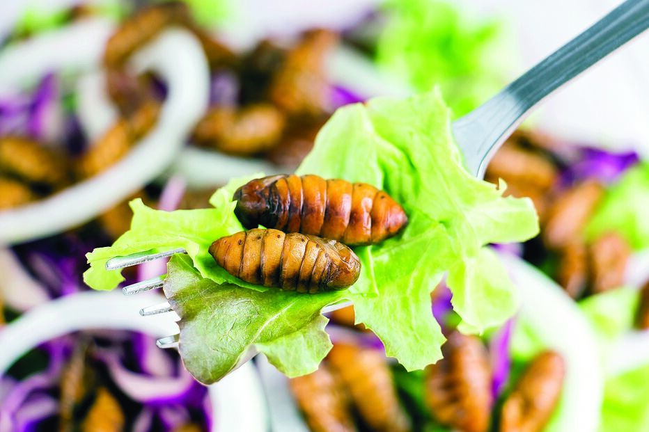 As Larvas Podem passar a fazer parte do menu  do futuro