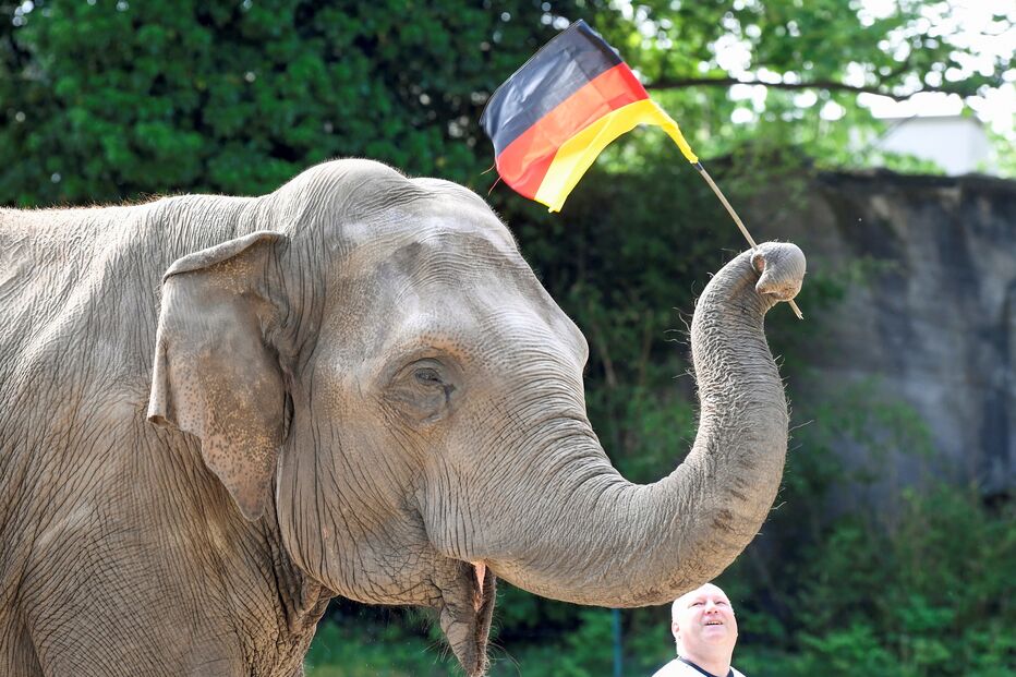 Yashoda vai tentar adivinhar resultado de jogo do Euro2020