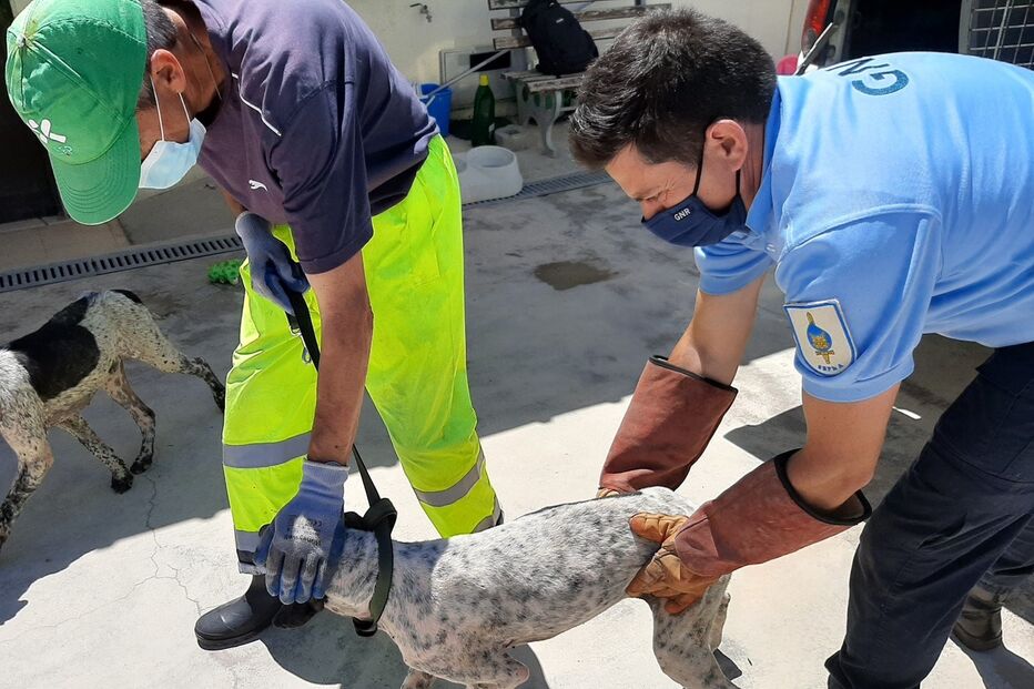 Resgate de cinco cães sujeitos a maus-tratos em Benavente