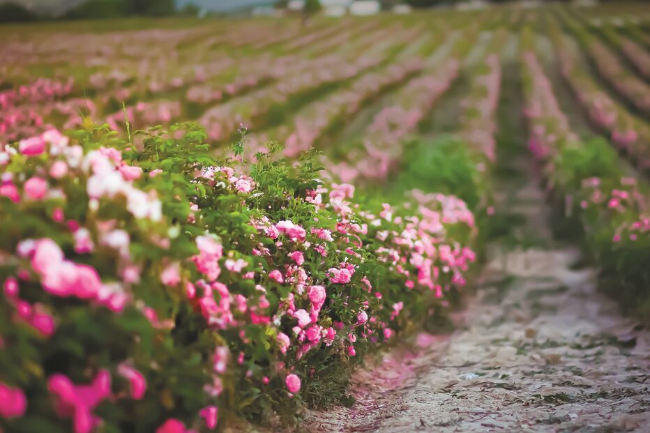 O cheiro das rosas é um dos  preferidos do olfato  humano