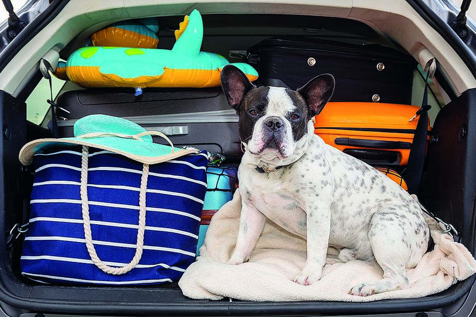 Nas viagens de carro, a segurança está primeiro: nunca deixe o cão ou o gato soltos na viatura