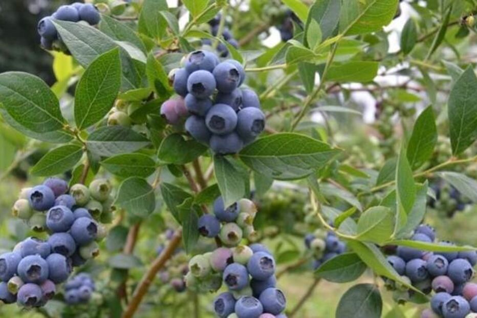 2021-06-14_18_08_29 13 Feira do Mirtilo2.jpg