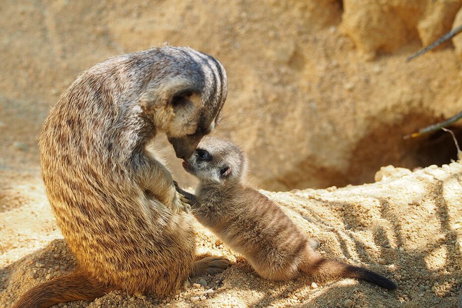 Agora é possível observar a interação entre mães e crias 