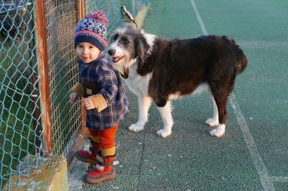 Noah desapareceu com a cadela, Melina
