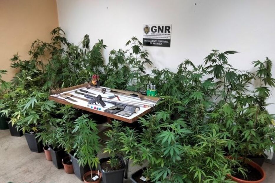 2021-06-17_10_20_03 GNR Bragança - Apreensão.jpg