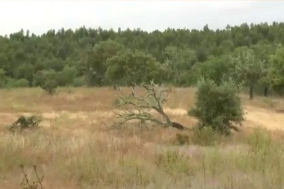 2021-06-18_09_21_35 noah encontrado.jpg