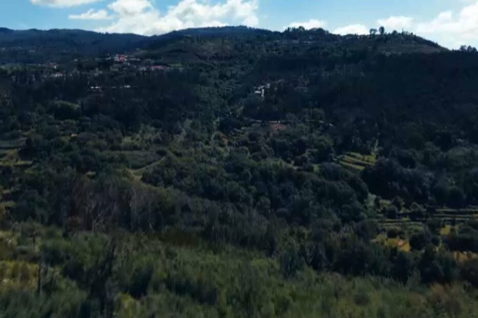 Incêndios, área ardida, fogo, fogos florestais