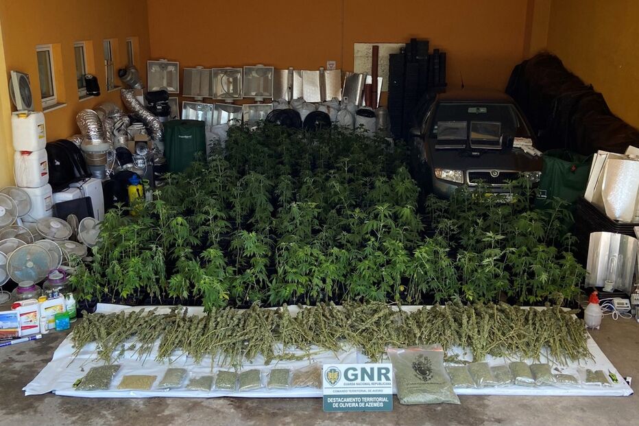 Desmantelada estufa de cultivo de droga em Oliveira de Azeméis