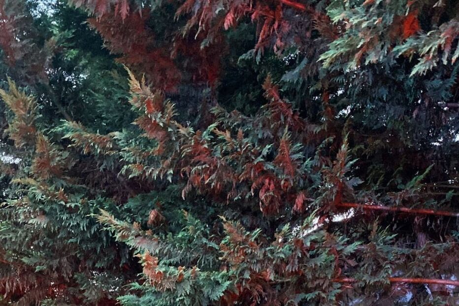 Bárbara Bandeira e Angie Costa 