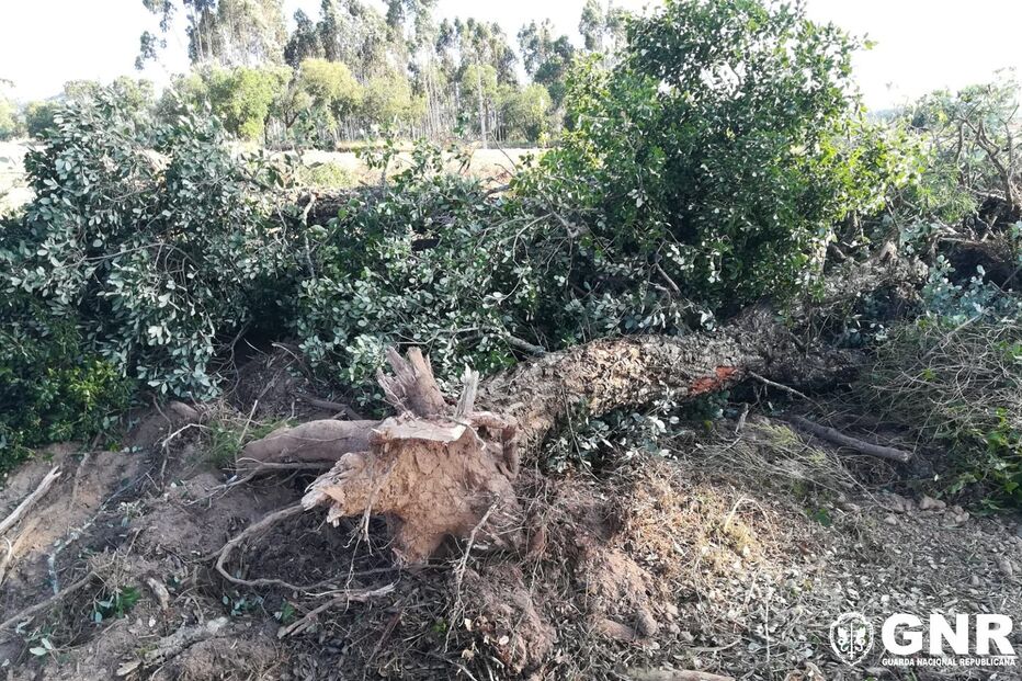 Abate de azinheiras e sobreiros