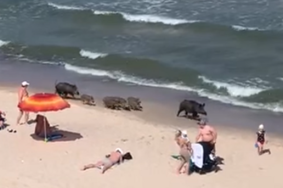 Família de javalis passeia no areal de praia cheia de banhistas