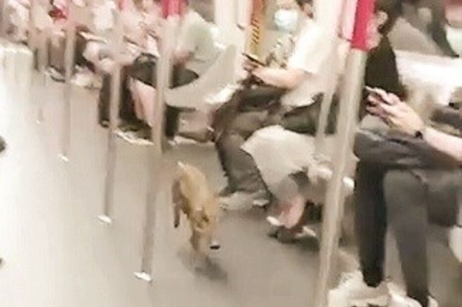 Javali invade metro em Hong Kong