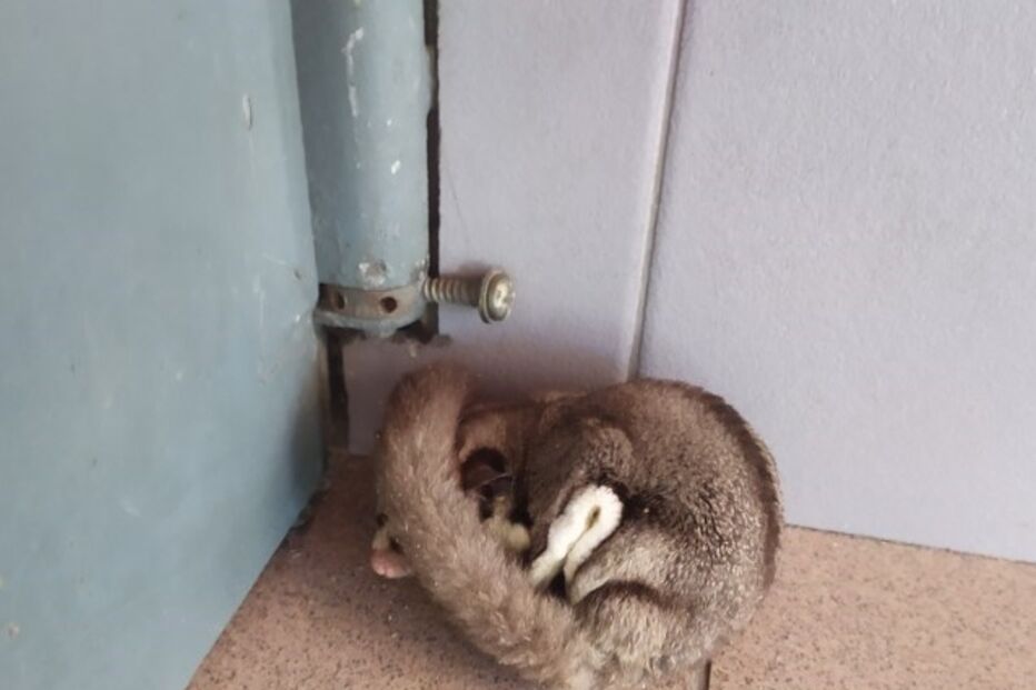 GNR resgata animal exótico petauro-do-açucar em Vila Real