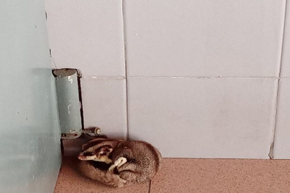 GNR resgata animal exótico petauro-do-açucar em Vila Real