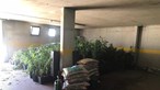 Desmantelada estufa com 540 plantas de canábis em Mértola. Jovem de 25 anos foi detido