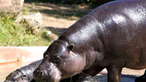 Valentina, a hipopótamo de espécie em extinção nasceu em zoo de Gaia