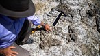 Pegadas de crocodilo com 129 milhões de anos descobertas no Cabo Espichel 