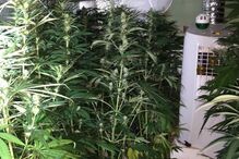 GNR desmantela estufa com plantas de canábis em Mértola