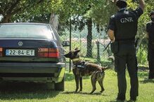 Cães detetam tabaco ilícito  de forma passiva e não intrusiva 