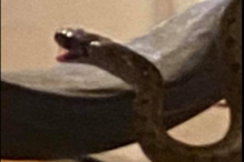 cobra, Geórgia