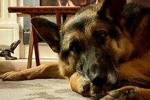 Rogério Samora e a cadela, Roca