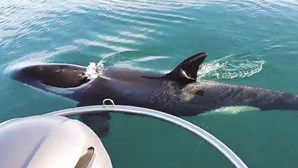 Orcas danificam veleiro no Algarve