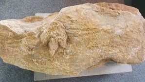Fóssil de pegada de dinossauro com 154 milhões de anos descoberto na Figueira da Foz
