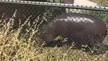 Conheça Valentina, o hipopótamo pigmeu que nasceu no Zoo Santo Inácio