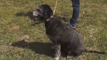 'Encantador de cães' treina Bacardi a passear com obediência