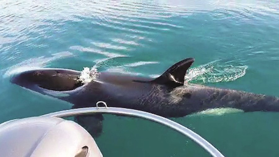 Interações com orcas aumentam