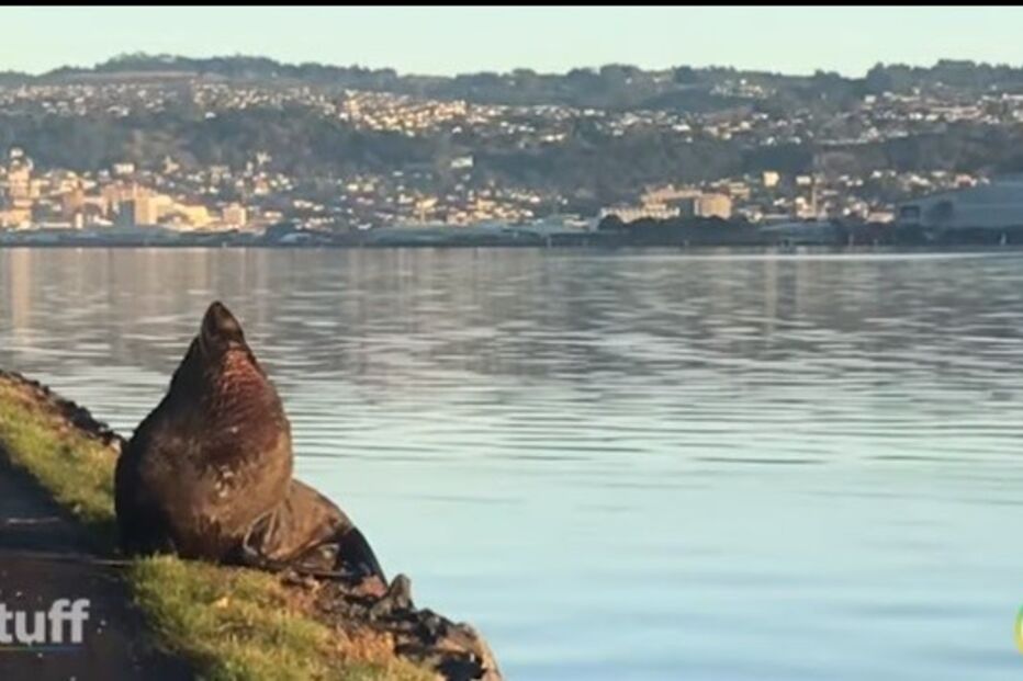 Foca invade ciclovia