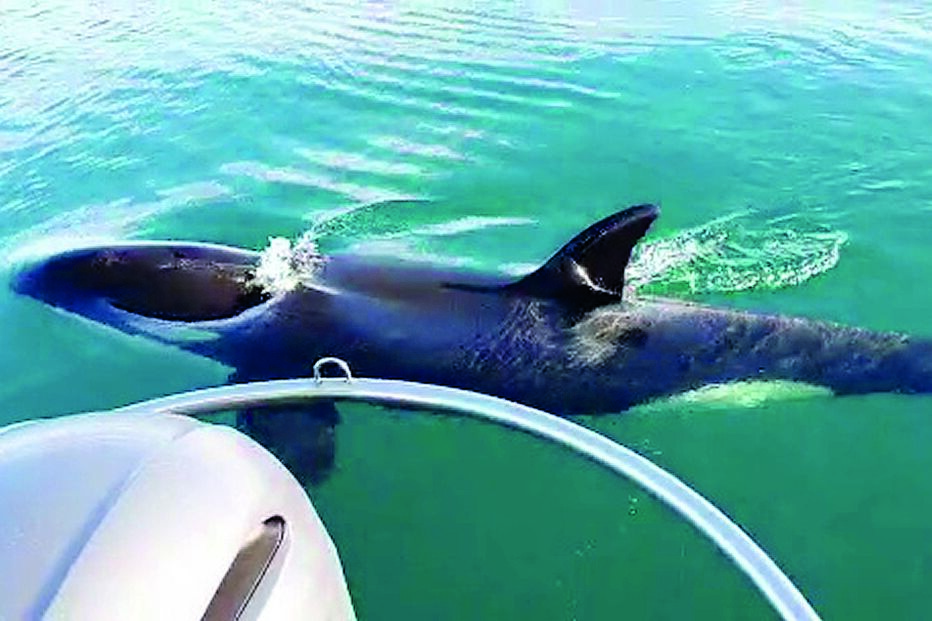 Interações com orcas aumentam