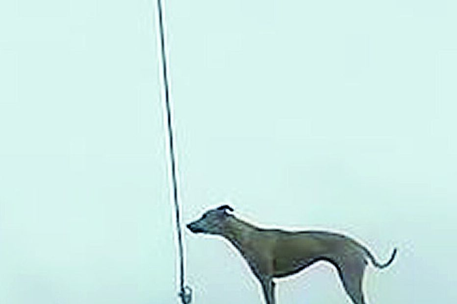 Cão adora trepar ao telhado