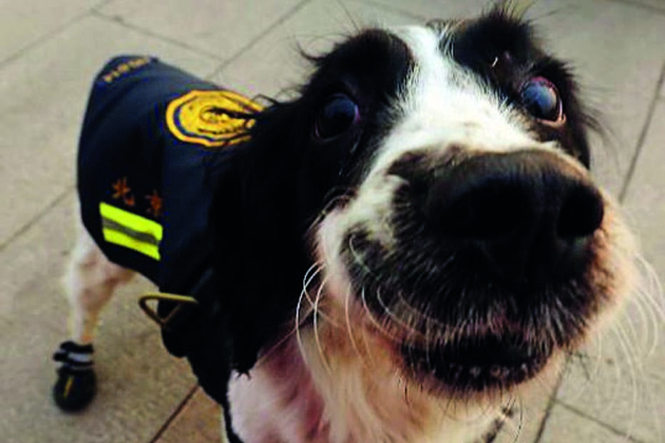 Cães demasiado simpáticos para serem polícias doados