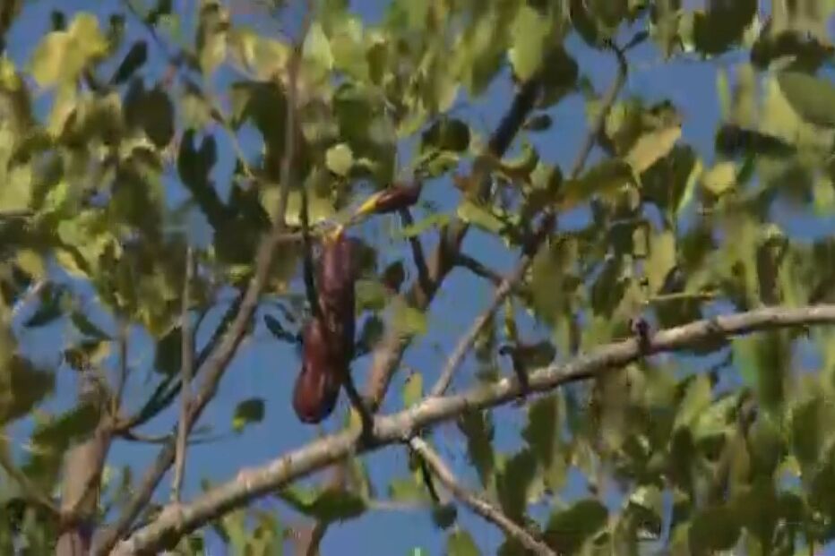 Idoso assassinado durante roubo violento a casa em Faro