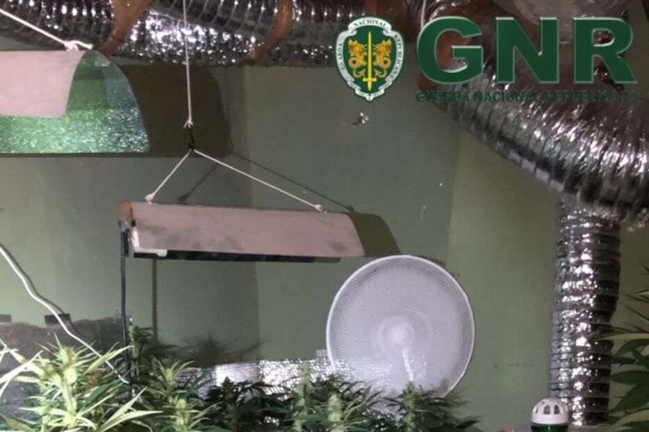 GNR desmantela estufa com plantas de canábis em Mértola