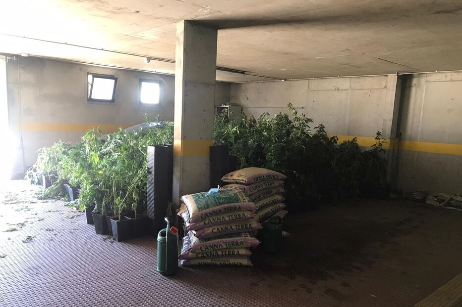 GNR desmantela estufa com plantas de canábis em Mértola