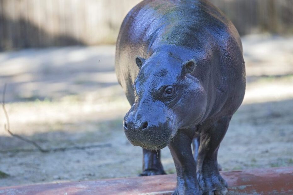 Hipopótamo Pigmeu no zoo de Gaia
