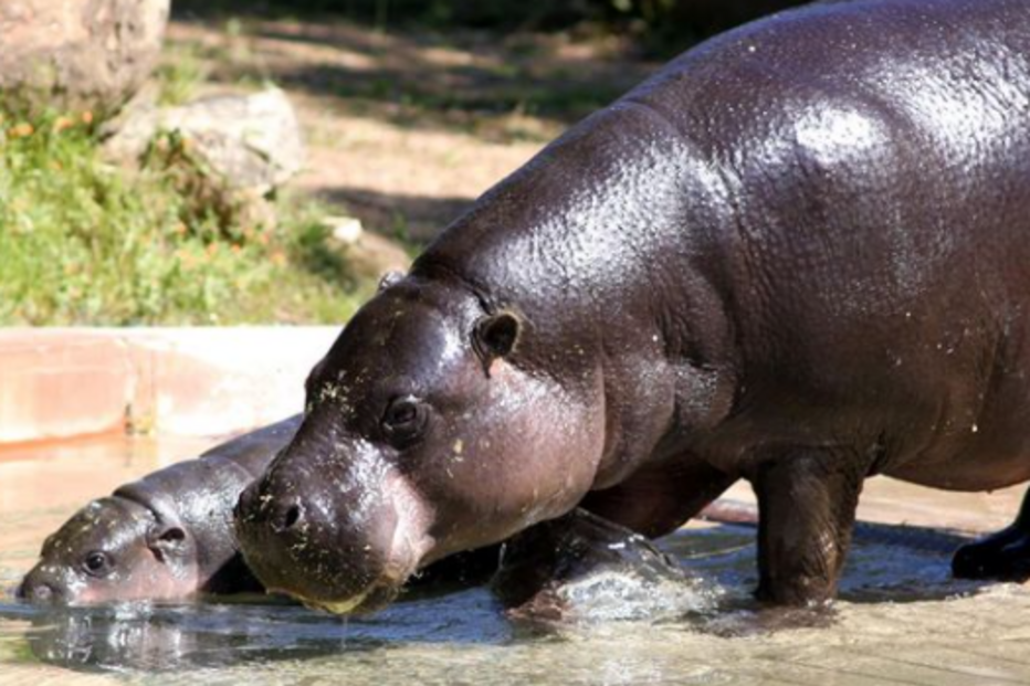 Valentina nasceu com um peso de cerca de sete quilogramas, descendendo de Romina e Kibwana, 