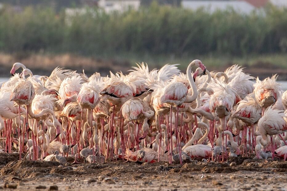 /fotoscm/Fotos/2-39638799 (10424960) (Milenium)