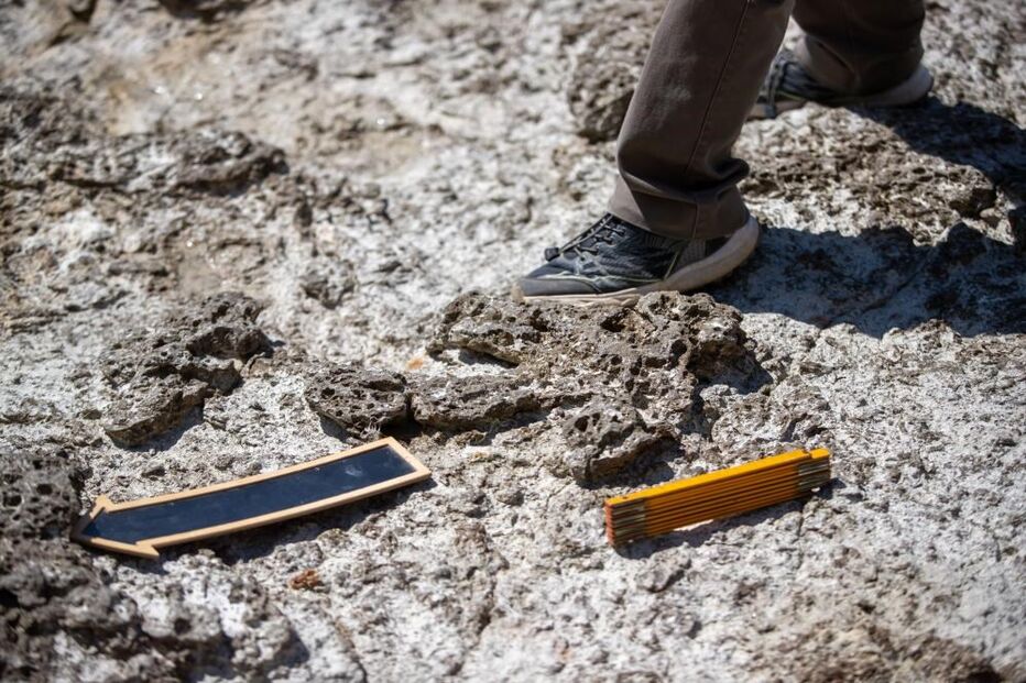 Pegadas de crocodilo com 129 milhões de anos descobertas no Cabo Espichel 