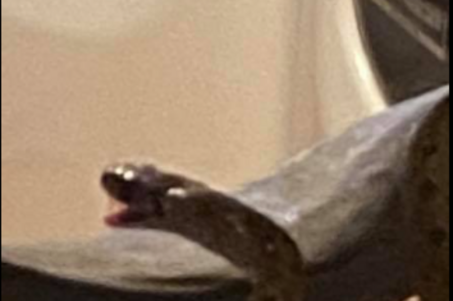 cobra, Geórgia
