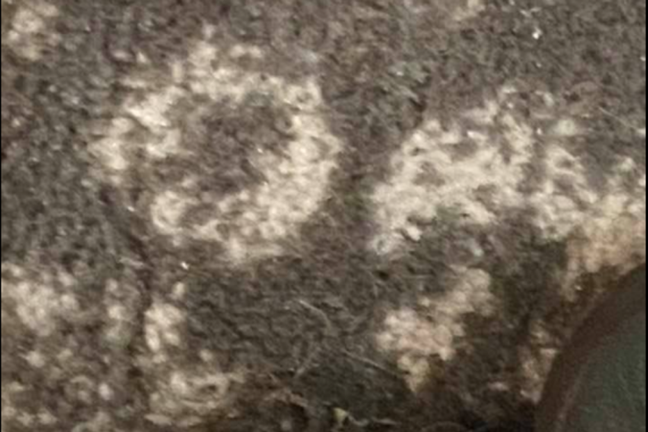 cobra, Geórgia