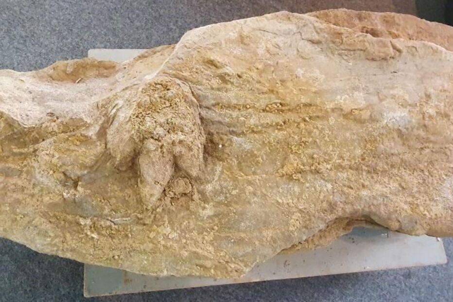 Fóssil de pegada de dinossauro com 154 milhões de anos descoberto na Figueira da Foz