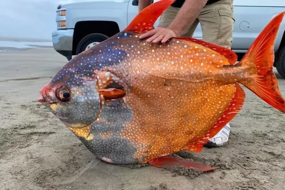 Imagem Mundo Louco2.jpg (10603653) (Milenium)